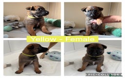 Belgian Shepherd Dog dogs for sale: Belgian Malinois puppies🐾 - Image 11