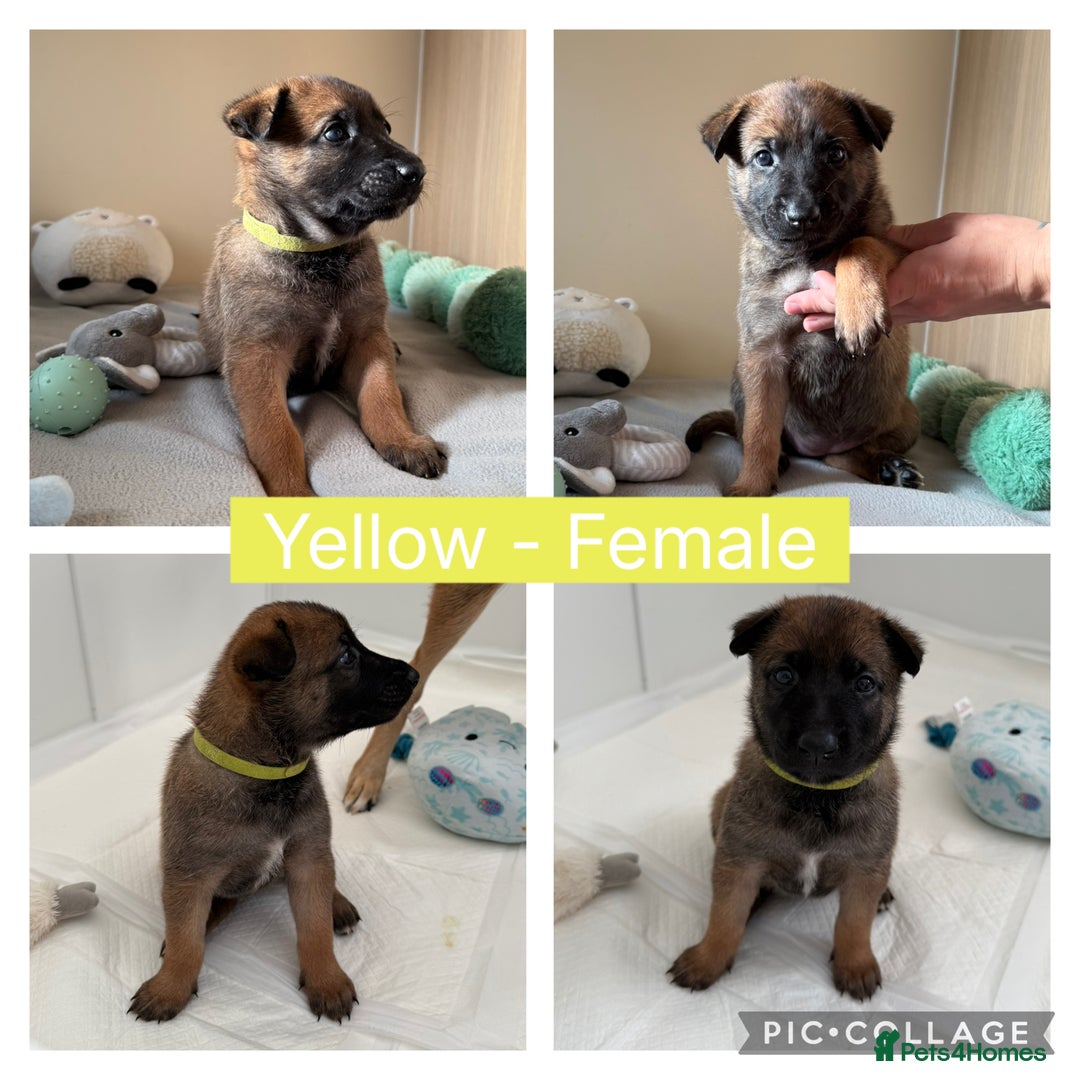 Belgian Shepherd Dog dogs for sale: Belgian Malinois puppies🐾 - Image 11