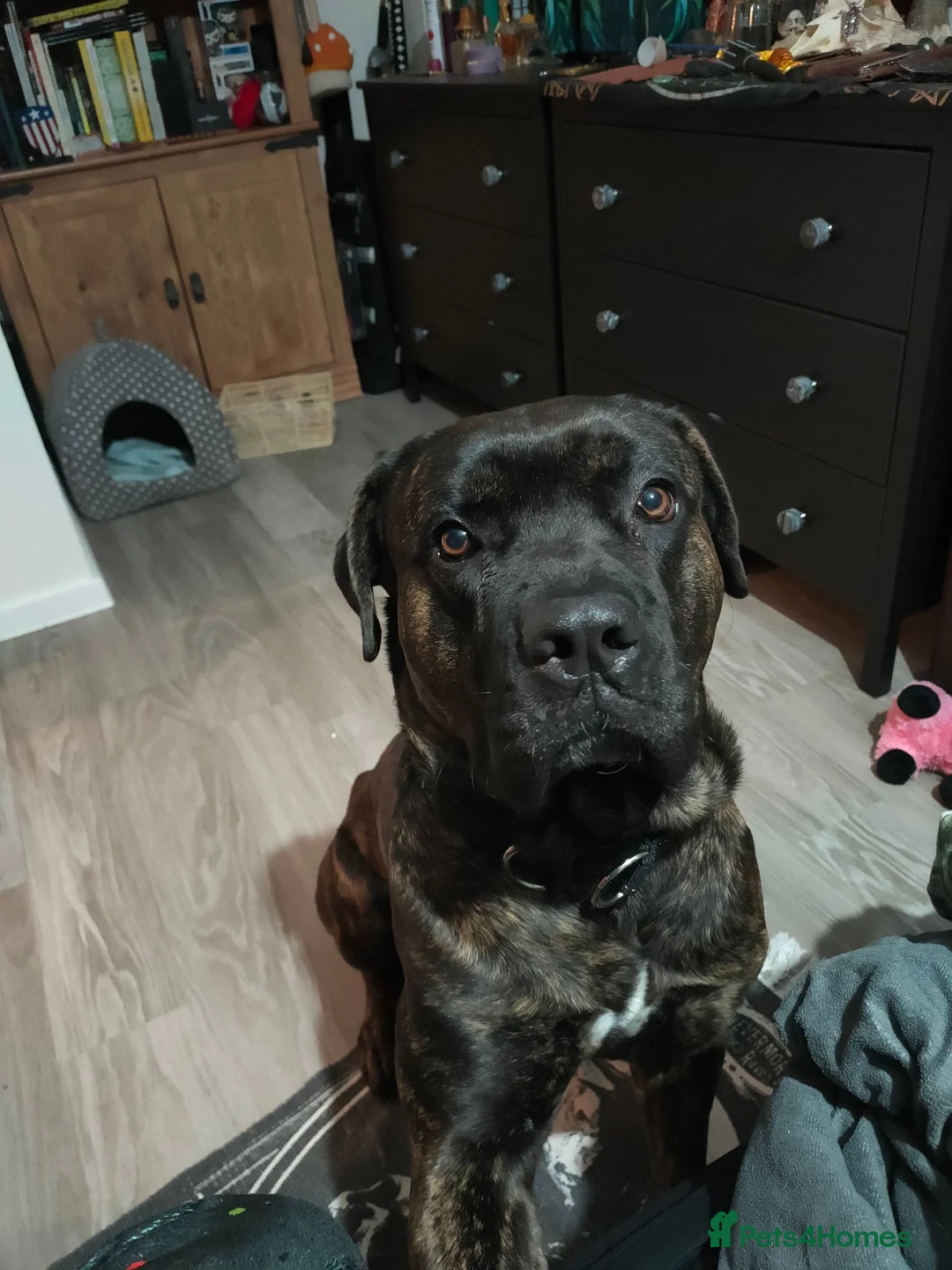 Cane Corso dogs for sale: This is Gus in Peterborough - Advert 2