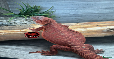 Bearded Dragon reptiles - Advert 2
