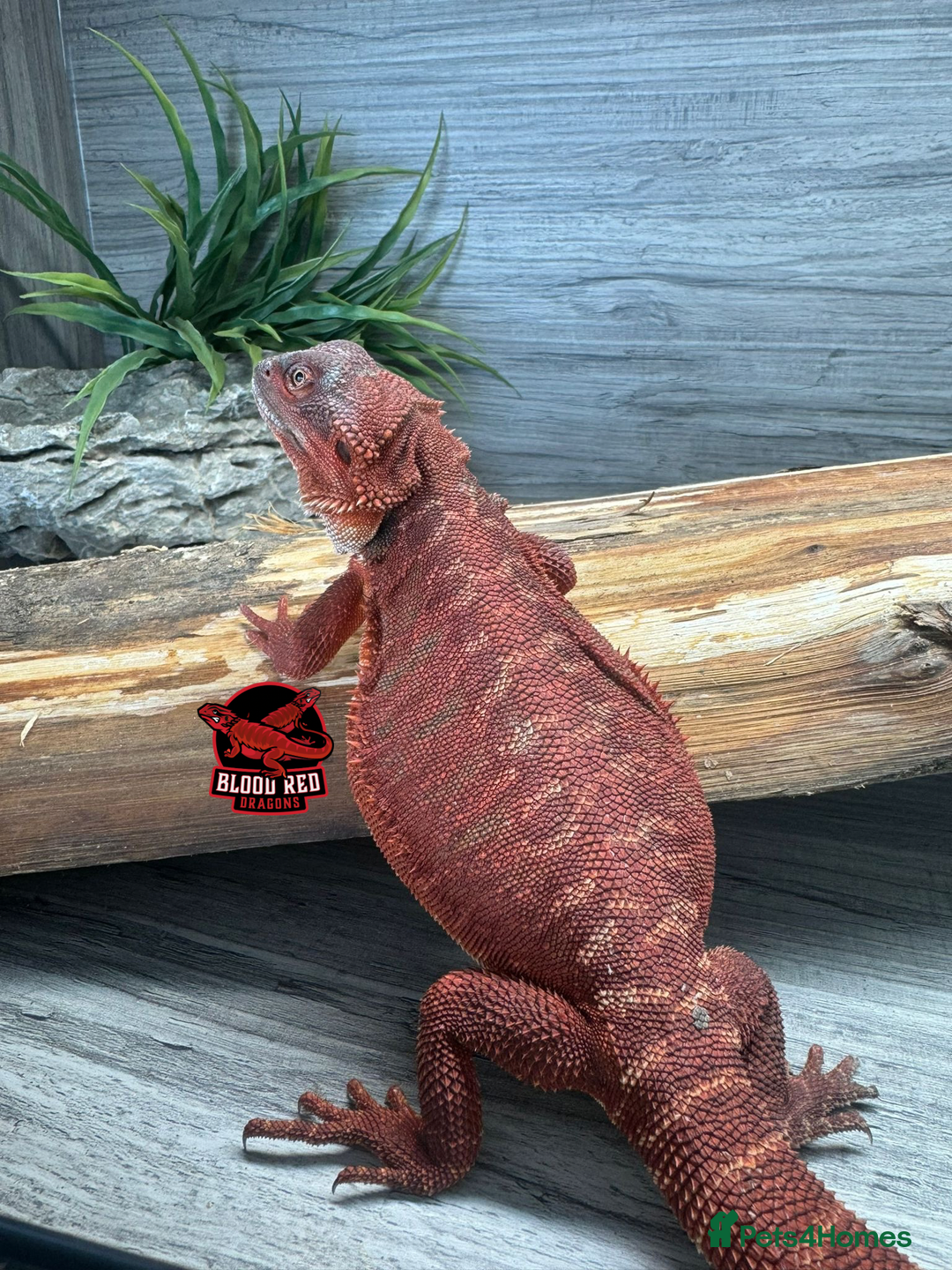 Bearded Dragon reptiles for sale: Insane Red Monster Bearded Dragon - Image 2