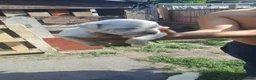 American Bulldog dogs for sale: Dogs for sale in Smethwick - Advert 5