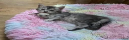 Maine Coon cats for sale: TICA registered family raised babies - Advert 6
