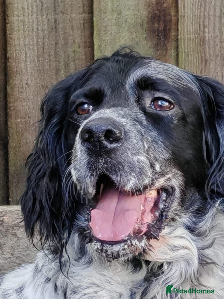 English Setter dogs Zeus  - Advert 10