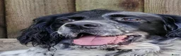 English Setter dogs for adoption: Zeus  - Advert 2