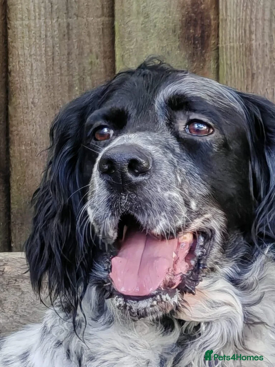 English Setter dogs for adoption: Zeus  - Advert 2