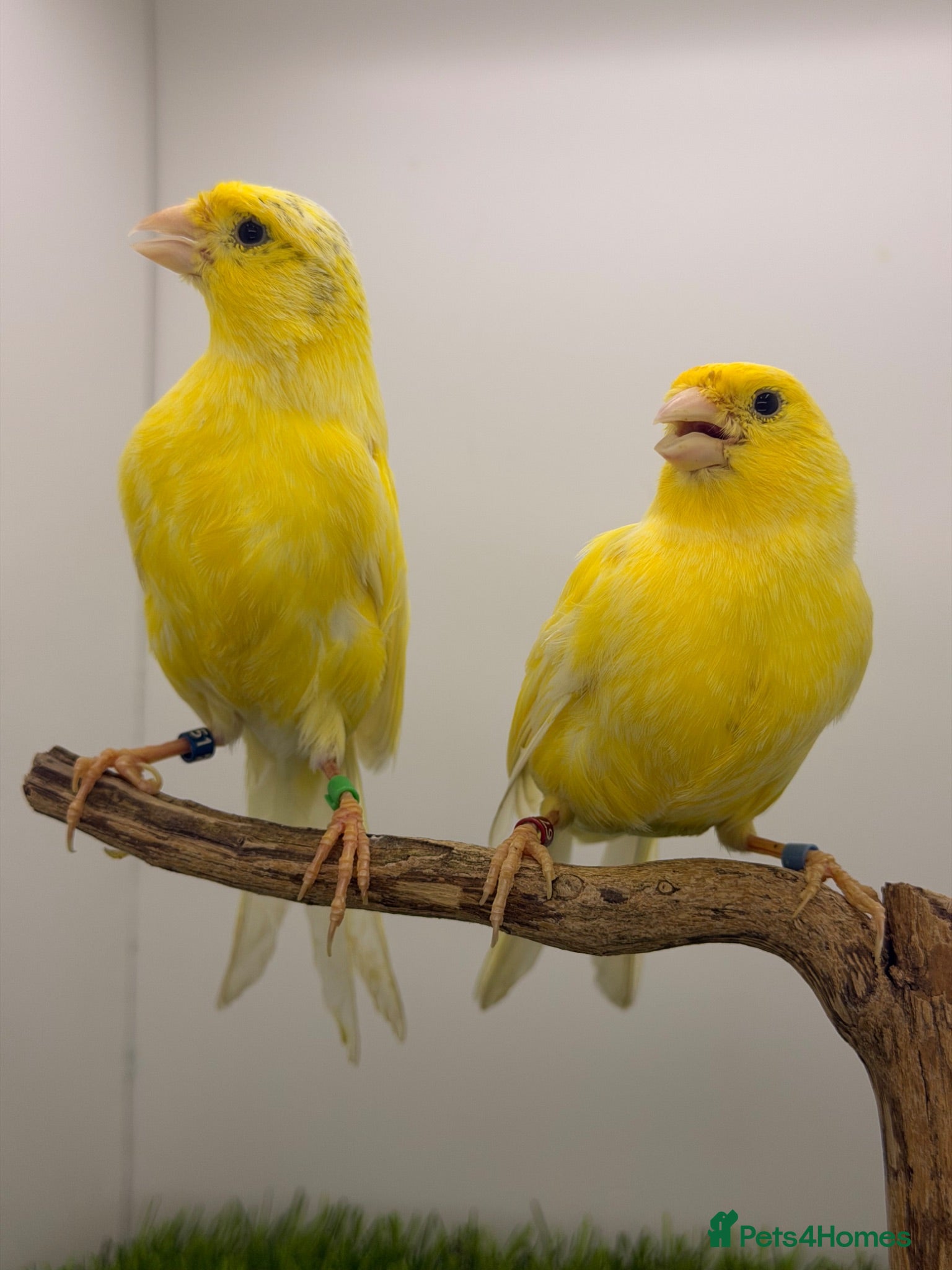 Canaries birds German rollers canaryes pairs  - Advert 4