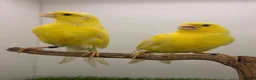 Canaries birds for sale: German rollers canaryes pairs  - Advert 1