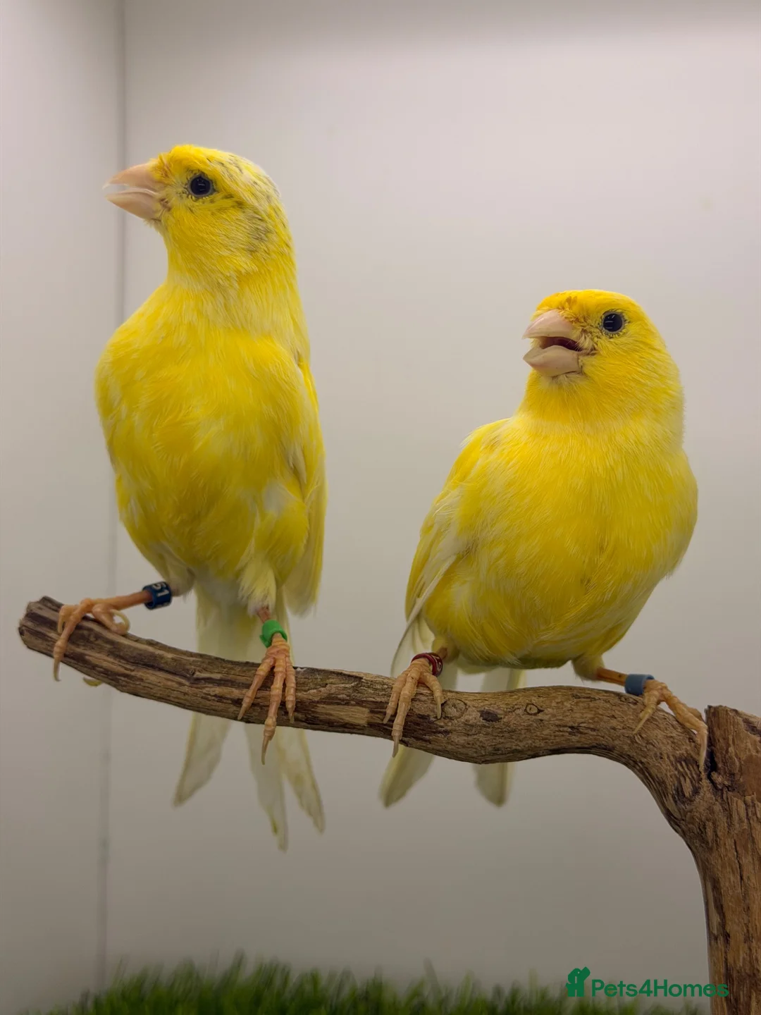 Canaries birds for sale: German rollers canaryes pairs  - Advert 1