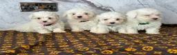 Coton De Tulear dogs for sale: Coton du tulear pups - Advert 5
