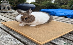 Netherland Dwarf rabbits for sale: Netherland dwarf young male rabbit  - Image 2