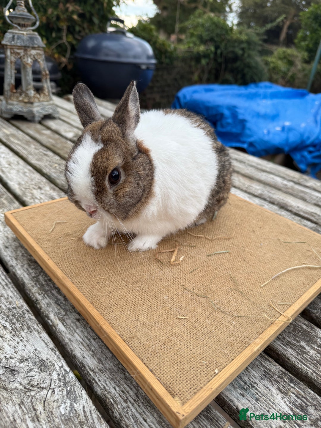 Netherland Dwarf rabbits for sale: Netherland dwarf young male rabbit  - Image 2