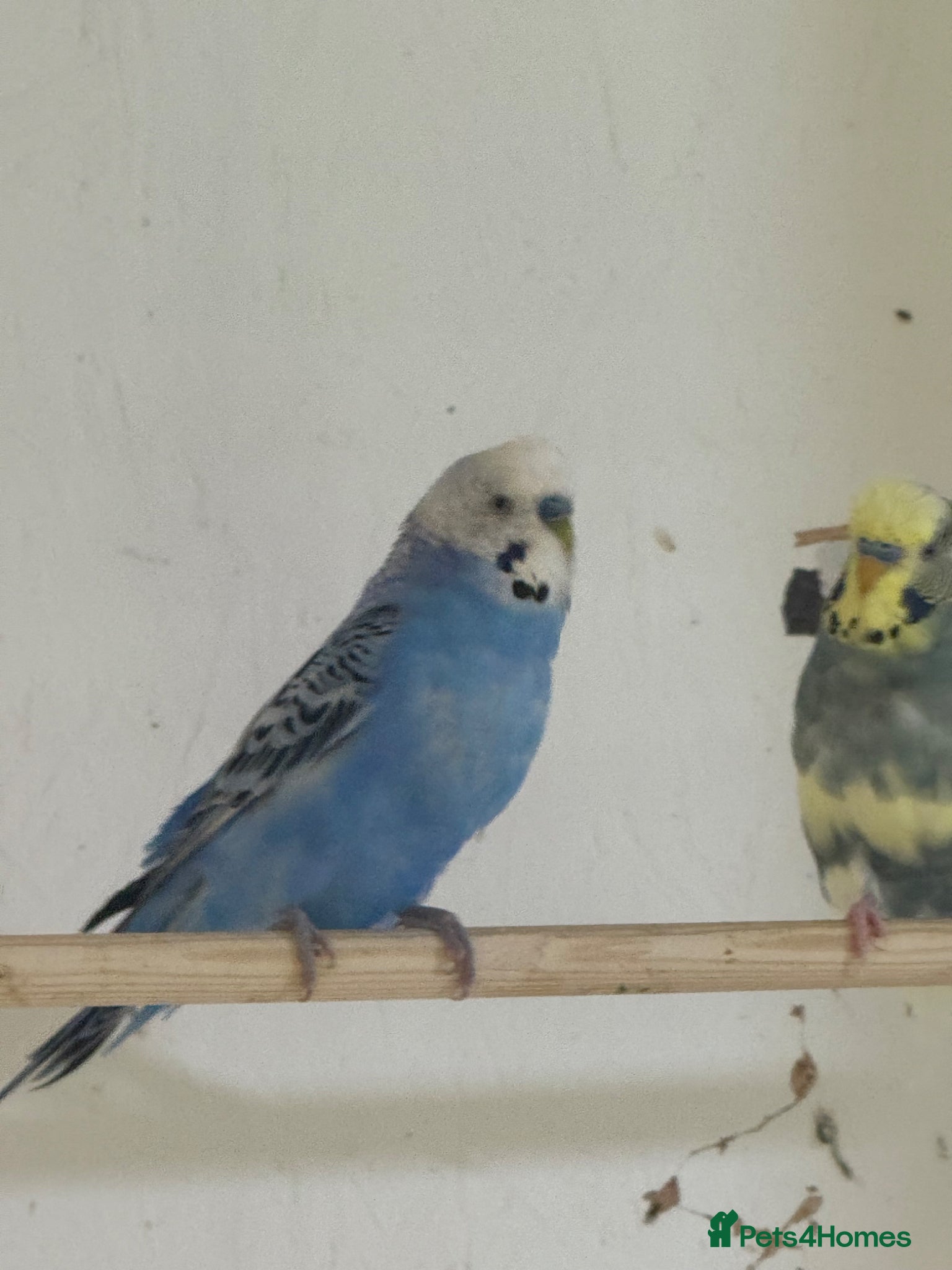 Budgerigars birds budgies 3+ years - Advert 2