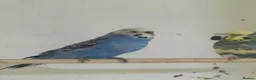 Budgerigars birds for sale: budgies 3+ years - Advert 1