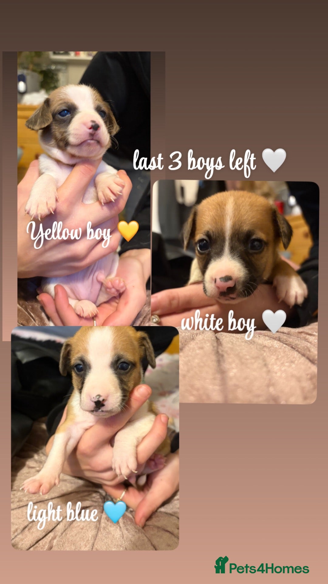 Mixed Breed dogs for sale: 3 jack russell pups for sale 3 already gone  🩵💙 - Advert 23