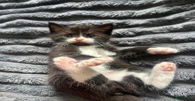 Ragdoll cats - Advert 2