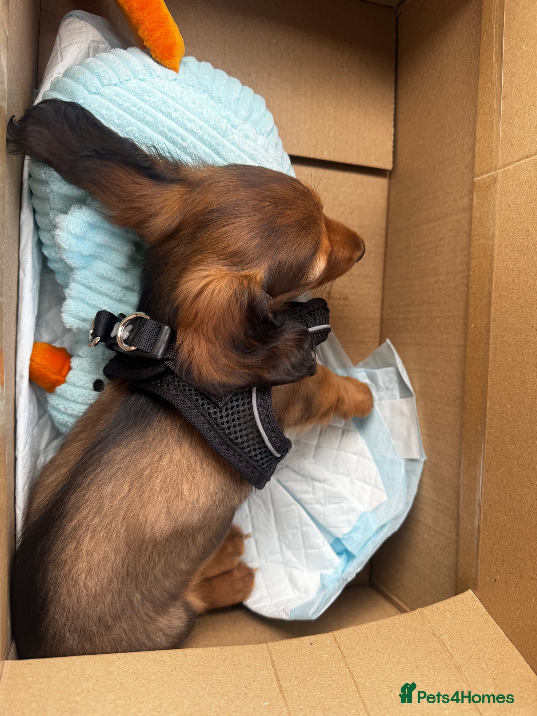 Miniature Dachshund dogs for sale: Long Haired Miniature Dachshund  - Image 2