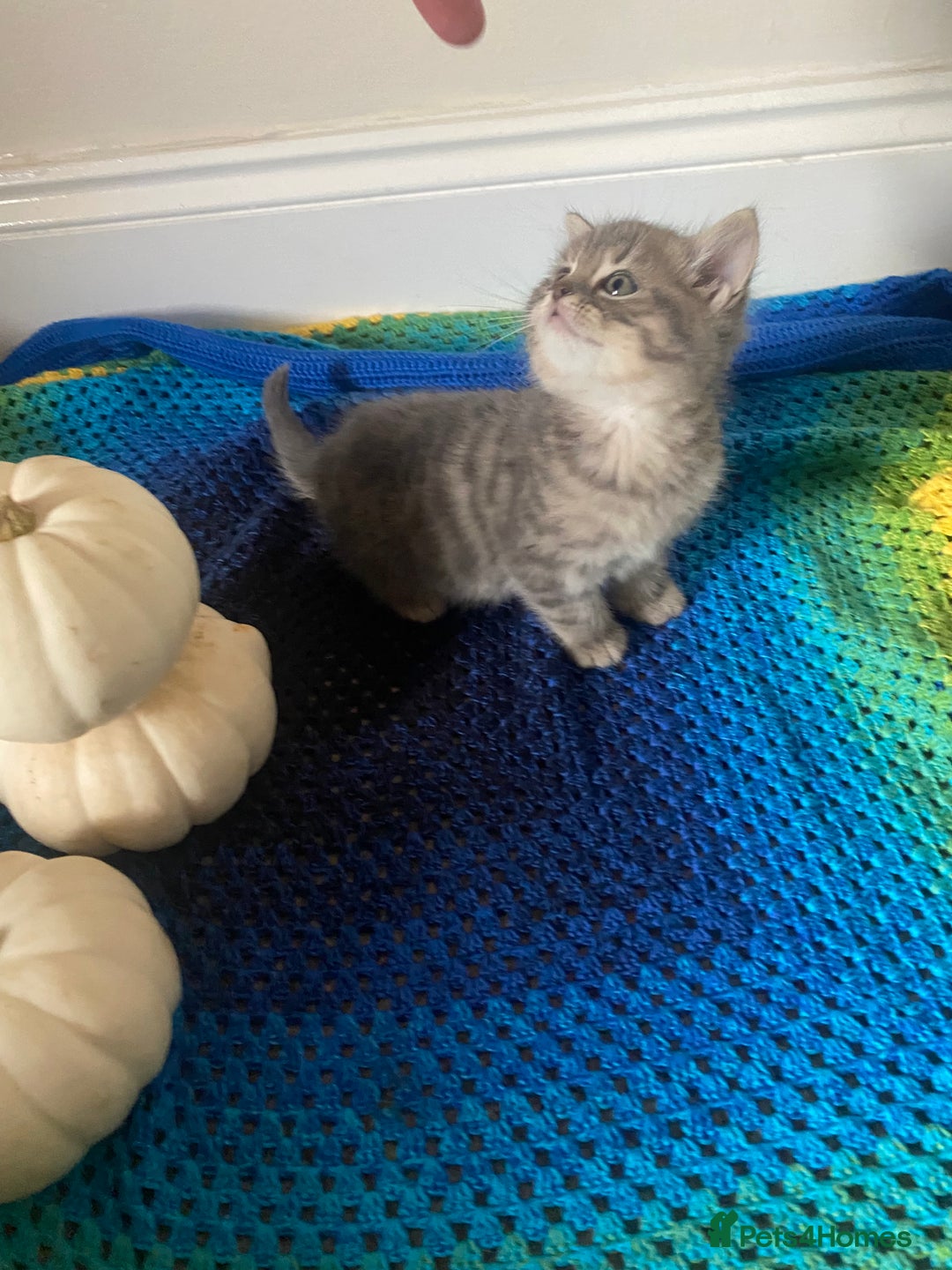 British Shorthair cats for sale: Good morning  - Image 3
