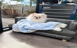 Pomeranian dogs for sale: Pomeranian Last Boy - Image 11