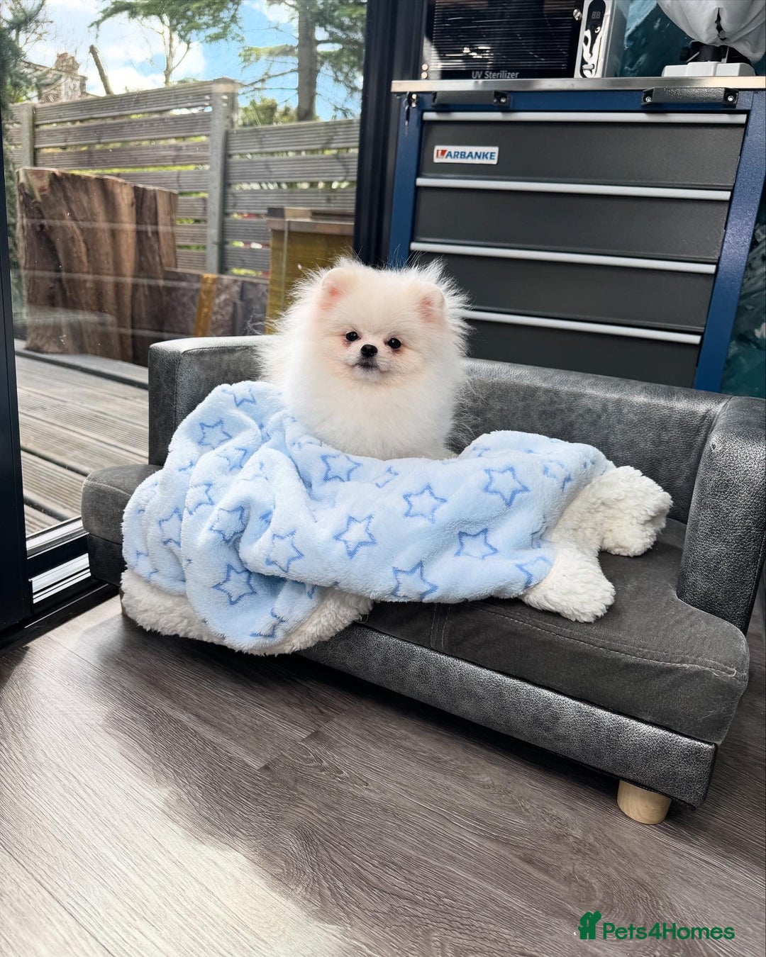 Pomeranian dogs for sale: Pomeranian Last Boy - Image 11