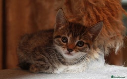 Bengal cats for sale: Adorable, affectionate, so cute kittens for sale!! - Image 35