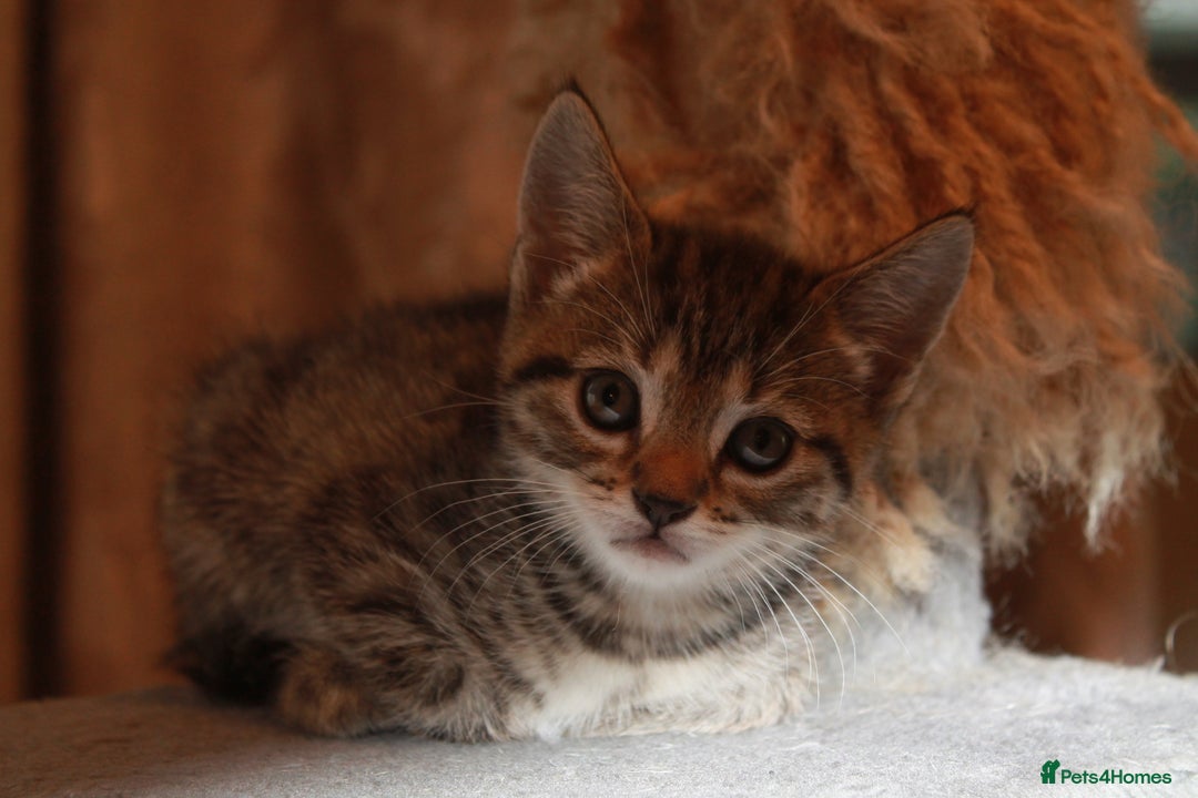 Bengal cats for sale: Adorable, affectionate, so cute kittens for sale!! - Image 35
