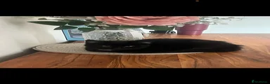 Domestic Shorthair Kitten 1