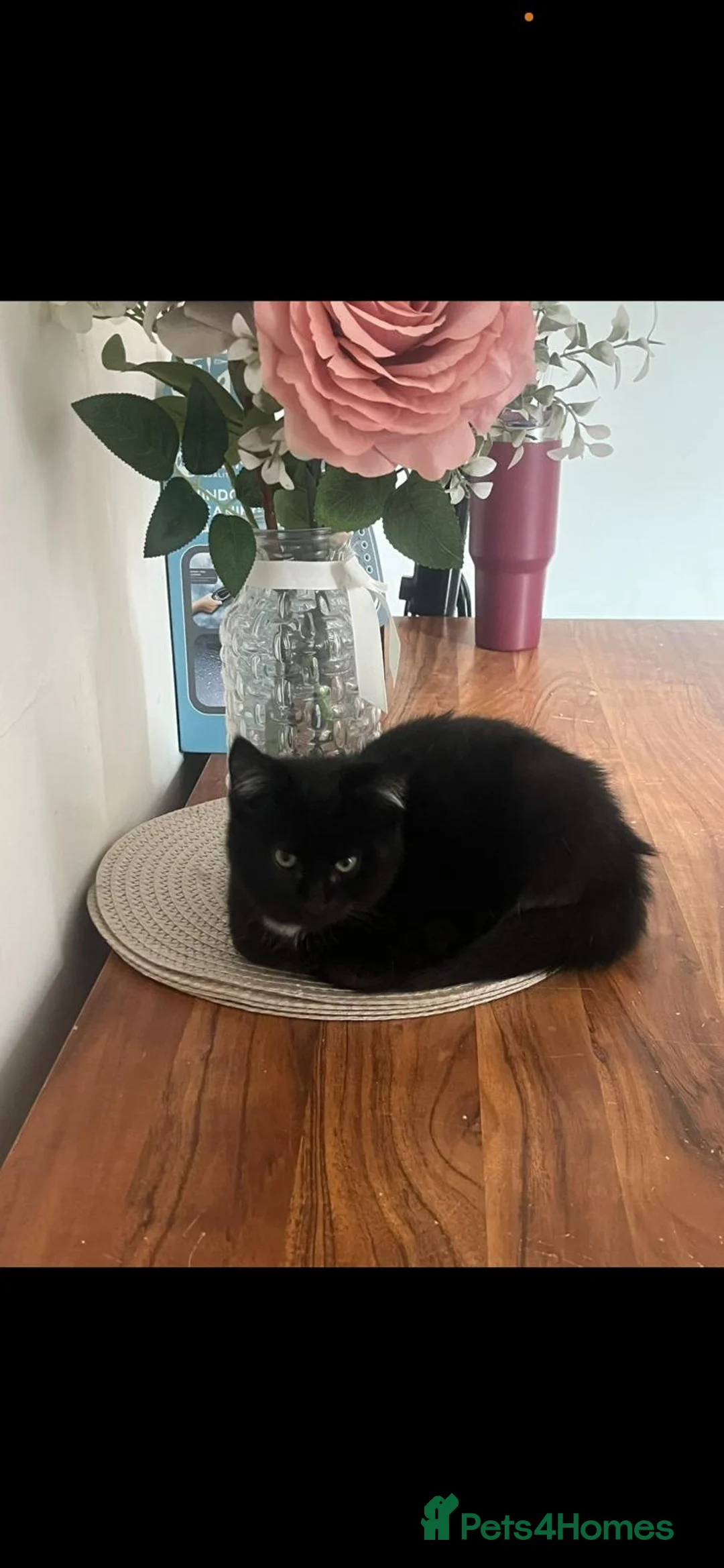Domestic Shorthair cats for sale: 3 beautiful loving boys  - Advert 1