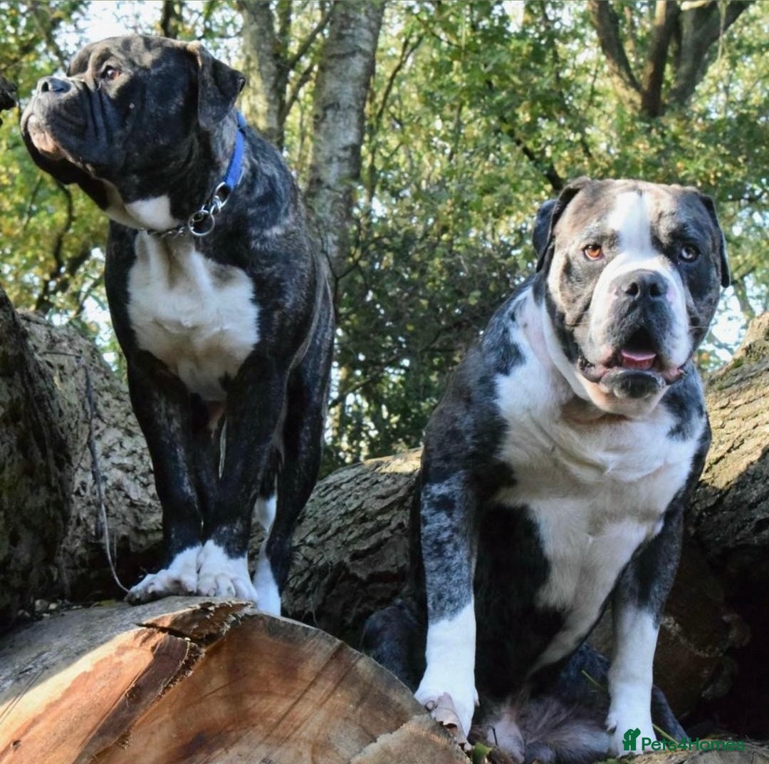 Alapaha Blue Blood Bulldog dogs for sale:  Loving Home Wanted for Hugo - The Sofa King 👑 - Image 3