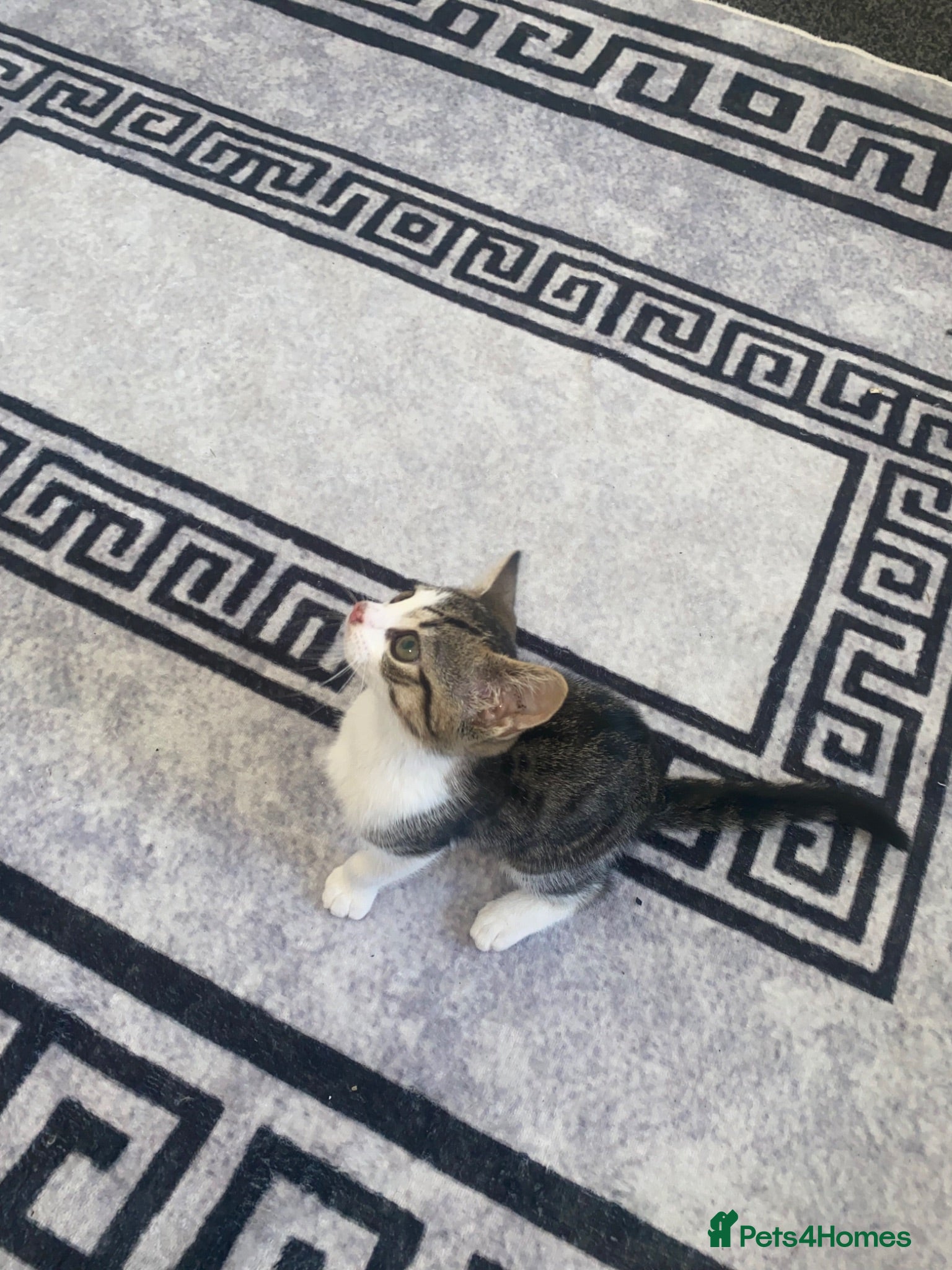 Mixed Breed cats little female tortoise shell kitten - Advert 1