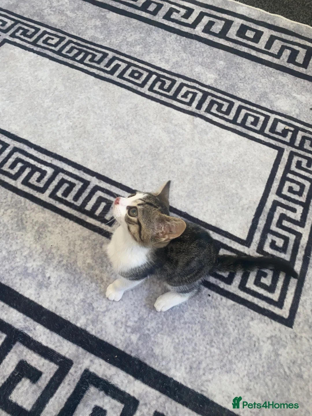 Mixed Breed cats for sale: little female tortoise shell kitten - Advert 1
