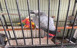 Parrots birds for sale: Congo African Grey Parrot  - Image 6