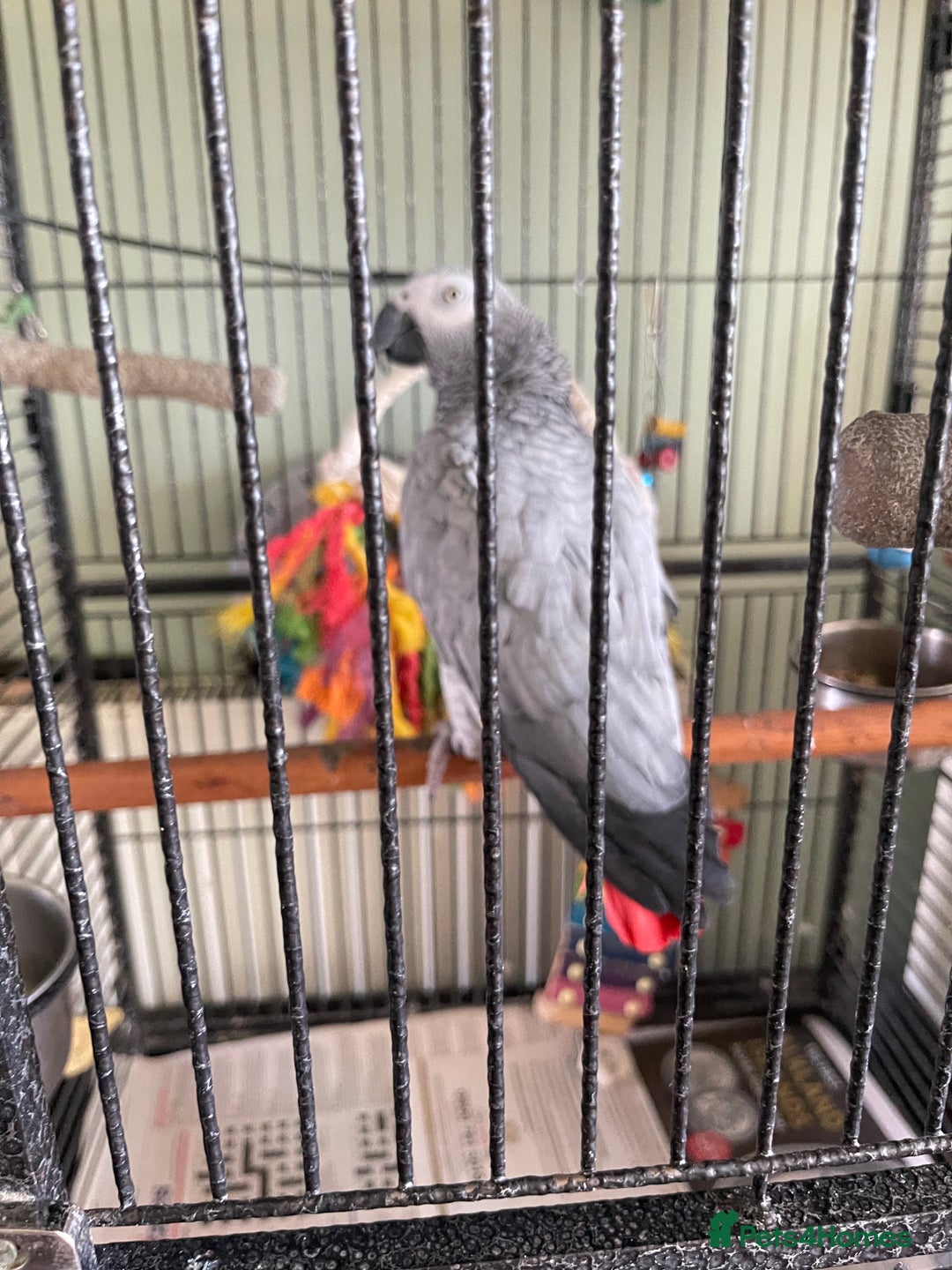 Parrots birds for sale: Congo African Grey Parrot  - Image 6