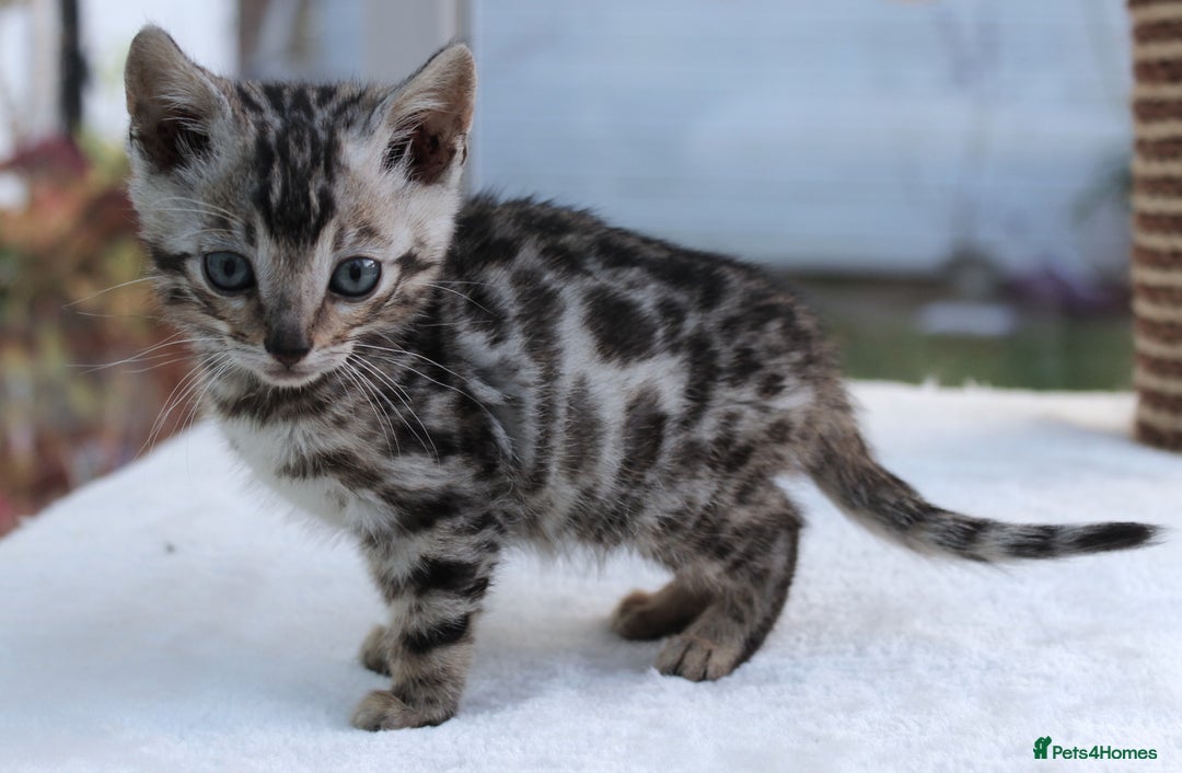 Bengal cats for sale: CUTE BENGAL KITTENS AVAILABLE - Image 17