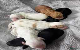 Australian Labradoodle dogs for sale: 6 Gorgeous Australian Labradoodle Puppies - Image 36