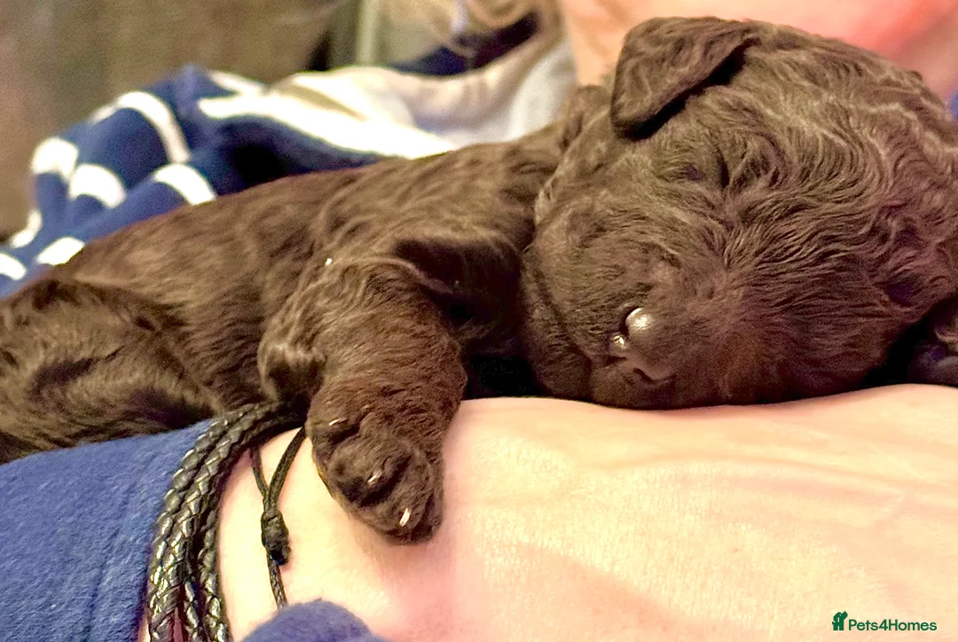 Standard Poodle dogs for sale: Reduced price£1800 Wonderful standard poodle pup’s - Advert 12