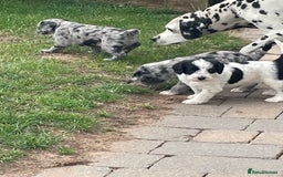 Mixed Breed dogs for sale: Rare Dalmadoodle puppies 🐶 🩷  - Image 7