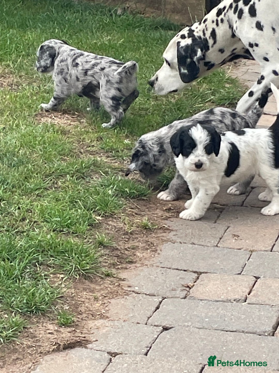 Mixed Breed dogs for sale: Rare Dalmadoodle puppies 🐶 🩷  - Image 7
