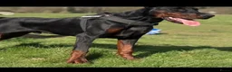 Dobermann dogs for sale: **Amazing top quality male Doberman 9 months** in Harpenden - Advert 2