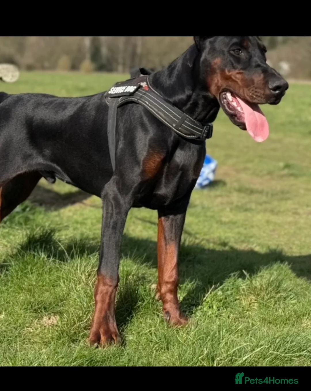Dobermann dogs for sale: **Amazing top quality male Doberman 9 months** in Harpenden - Advert 2