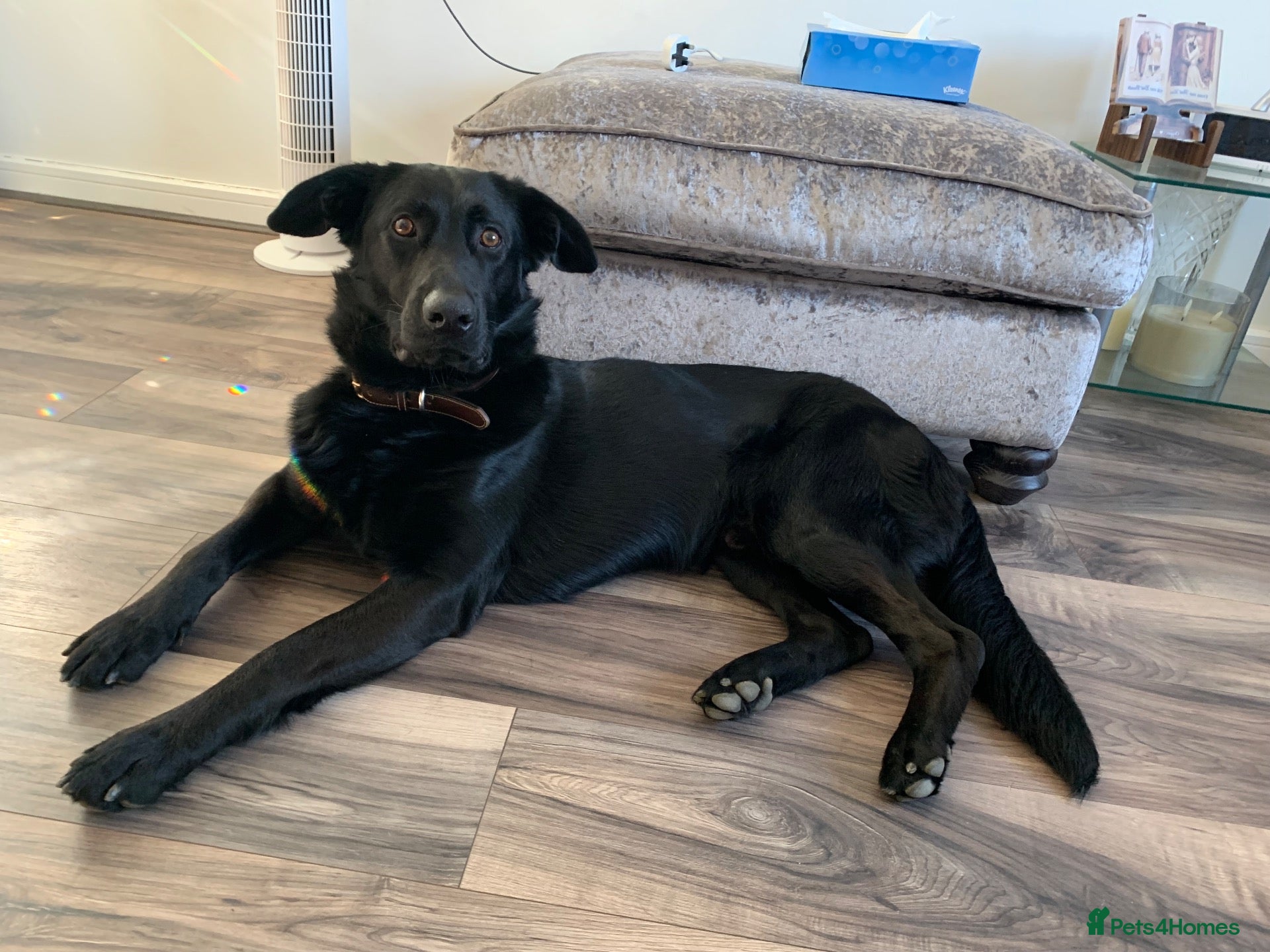Mixed Breed dogs 3/4 German Shepherd 1/4 Labrador  - Advert 1