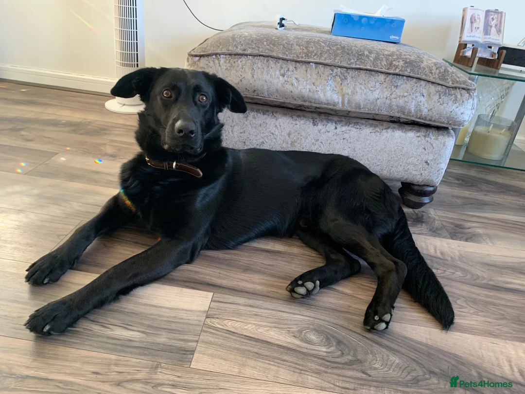 Mixed Breed dogs for sale: 3/4 German Shepherd 1/4 Labrador  - Advert 1