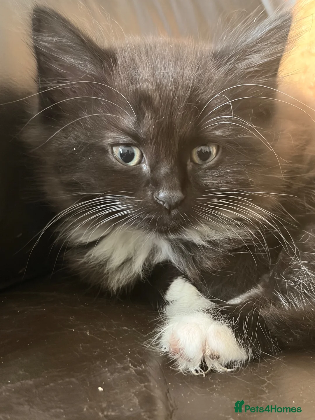 Mixed Breed cats for sale: Beautiful baby girl kitten in Maybole - Advert 9