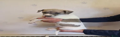 Whippet 3