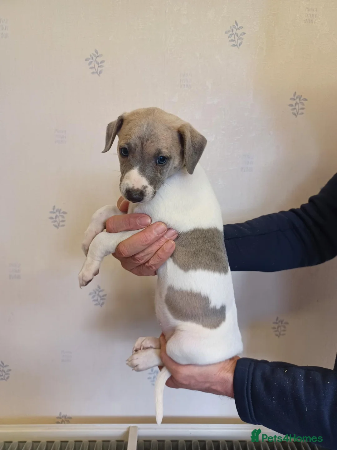 Whippet dogs for sale: Beautiful Pedigree Whippet Puppies  - Advert 18