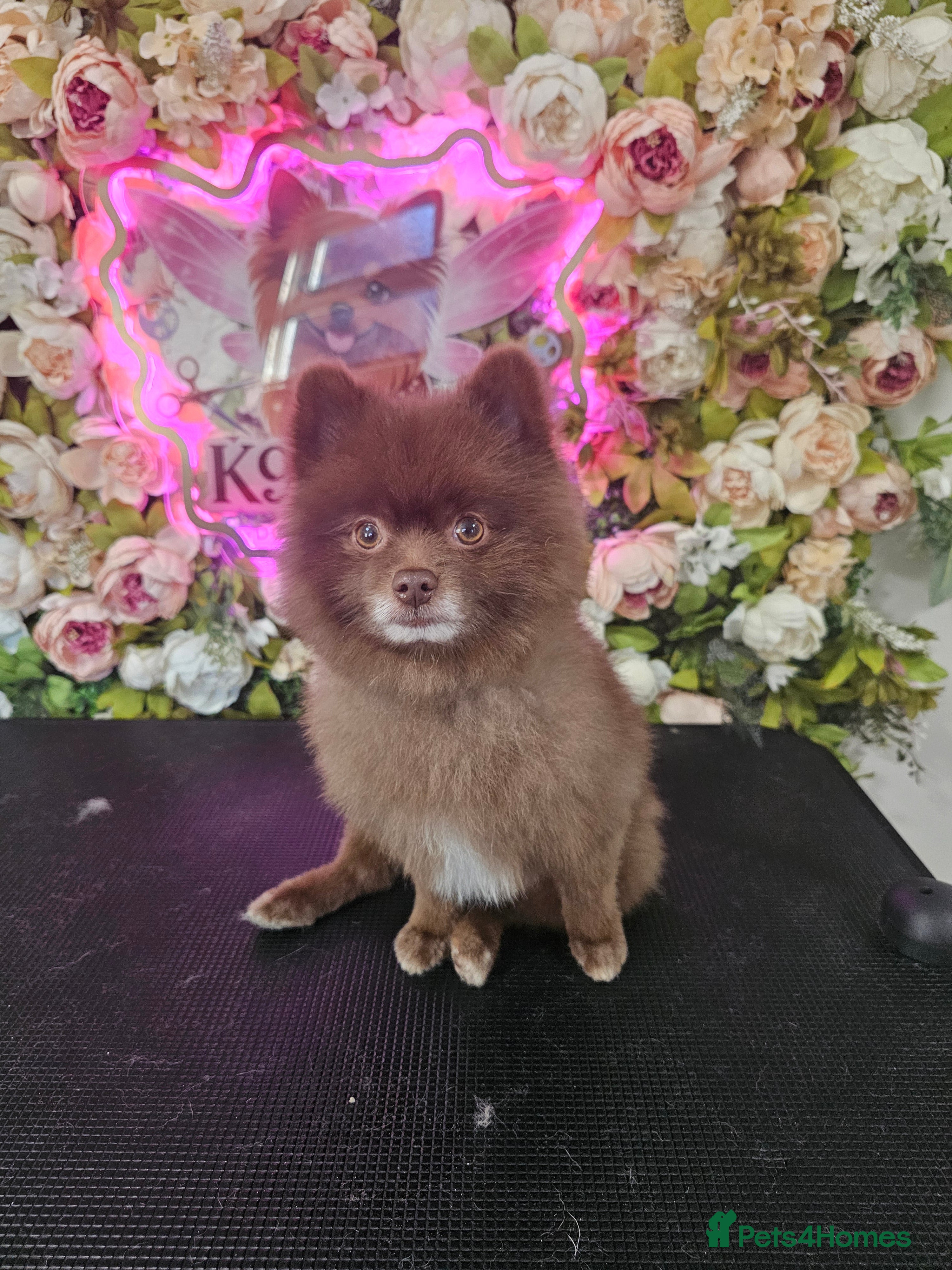 Pomeranian dogs Male chocolate pomeranian  - Advert 14