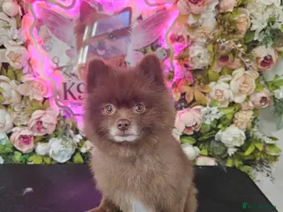 Pomeranian dogs Male chocolate pomeranian - Advert 3