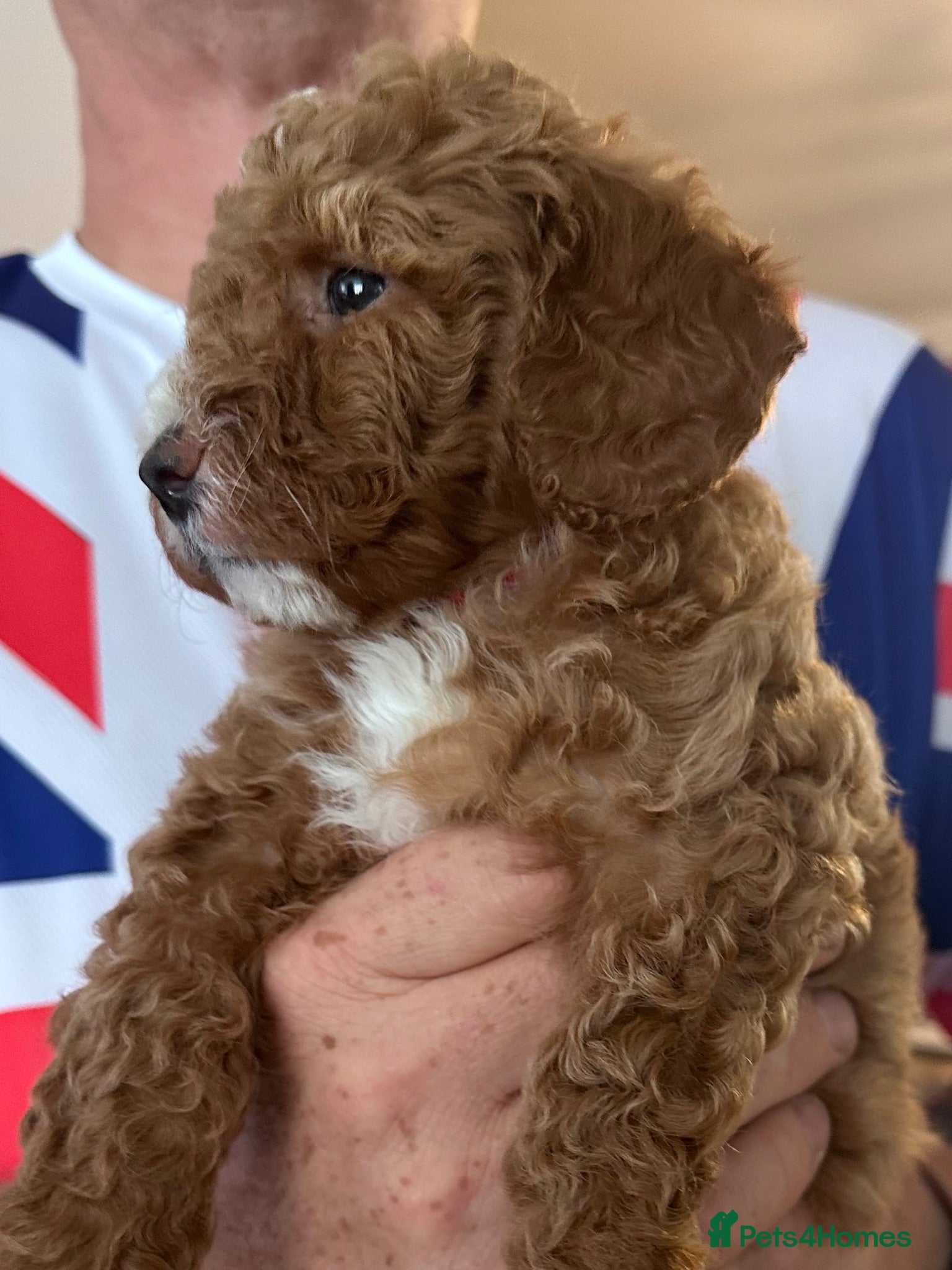 Cavapoo dogs **Cavapoo female puppy, Health Tested parents** - Advert 5