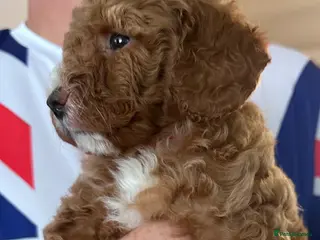 Cavapoo dogs **Cavapoo female puppy, Health Tested parents** - Advert 5
