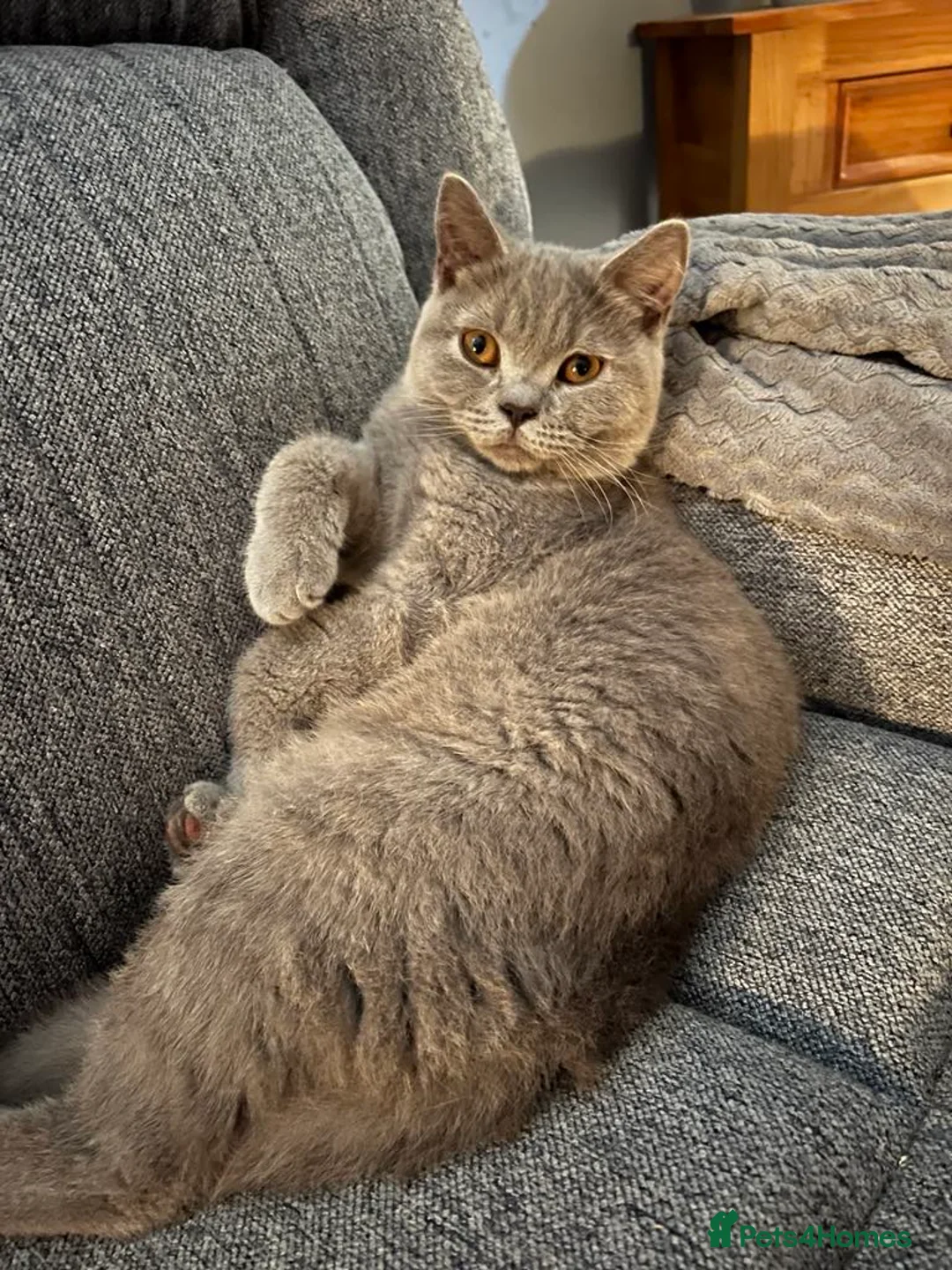 British Shorthair cats for sale: Beautiful british lilac boy - Advert 4